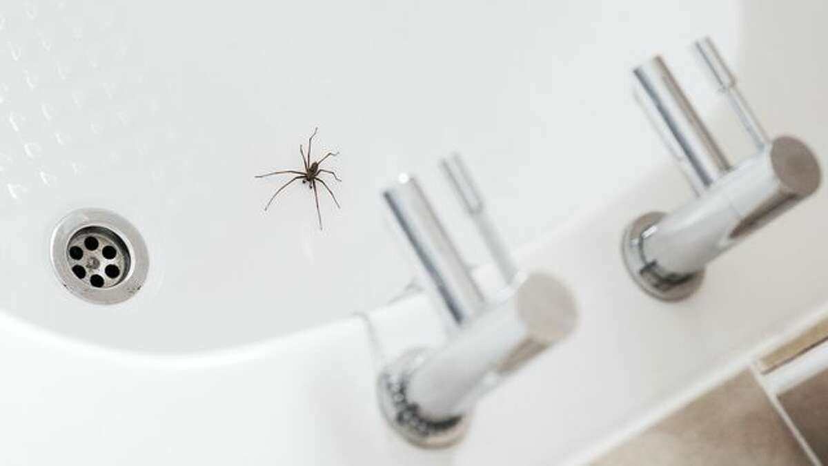 How To Get Rid of Spiders from Your Home 1