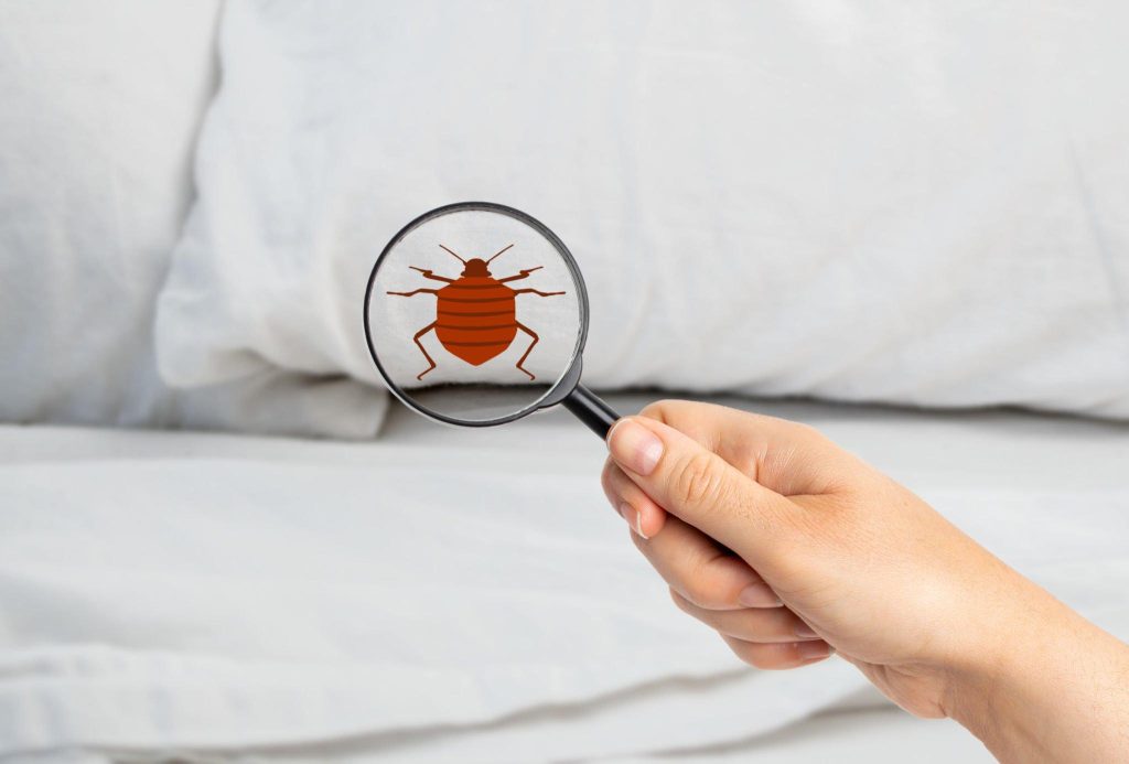 Pests From Your Home3